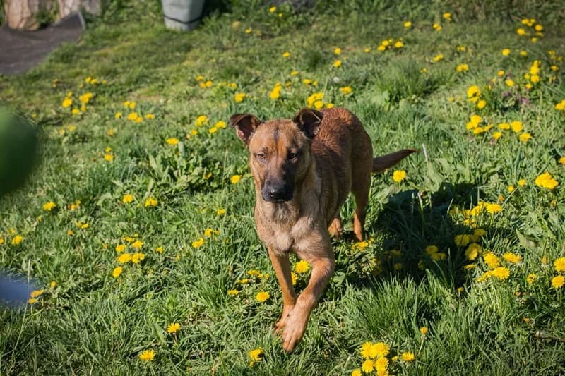 Cassy, female Mixed Breed for adoption at Tierheimhelden — photo 3 of 6