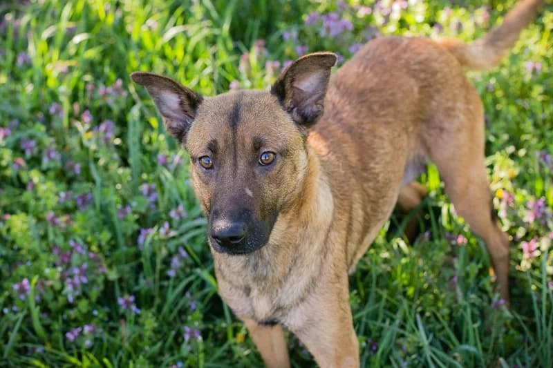 Cassy, female Mixed Breed for adoption at Tierheimhelden — photo 4 of 6