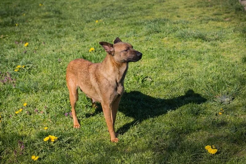 Cassy, female Mixed Breed for adoption at Tierheimhelden — photo 5 of 6