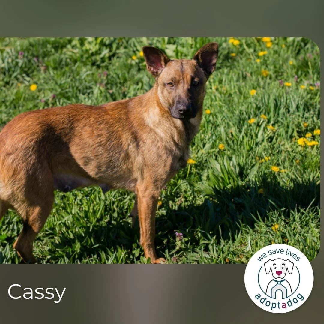 Cassy, female Mixed Breed for adoption at Tierheimhelden — photo 6 of 6