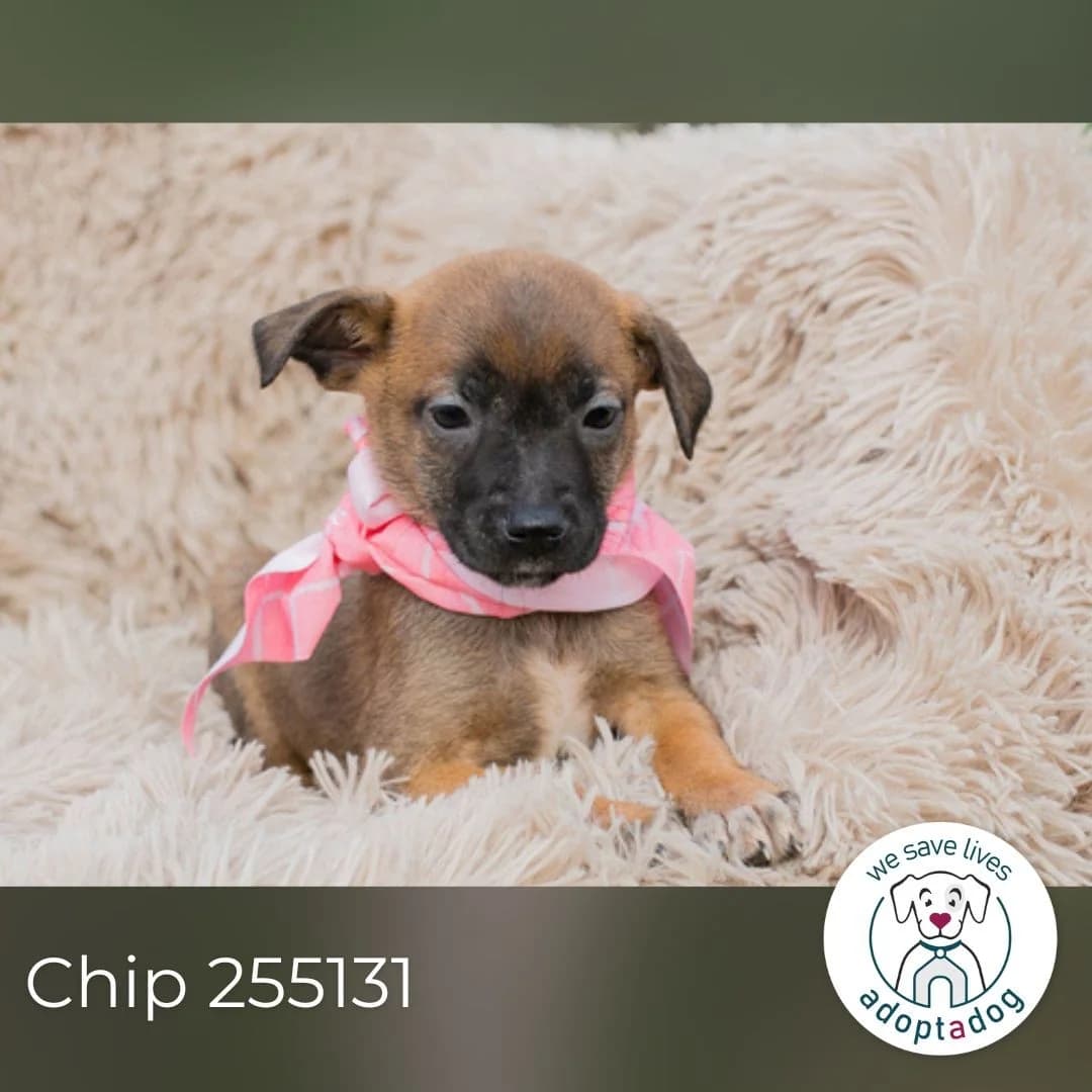 Chip 255131, female Mixed Breed for adoption at Tierheimhelden