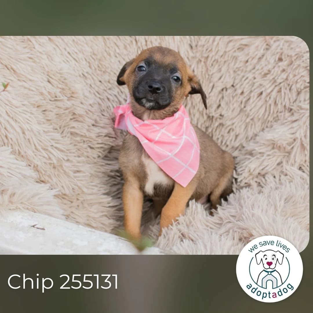 Chip 255131, female Mixed Breed for adoption at Tierheimhelden — photo 2 of 6