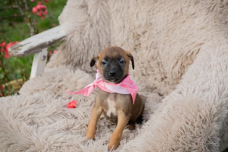 Chip 255131, female Mixed Breed for adoption at Tierheimhelden — photo 3 of 6