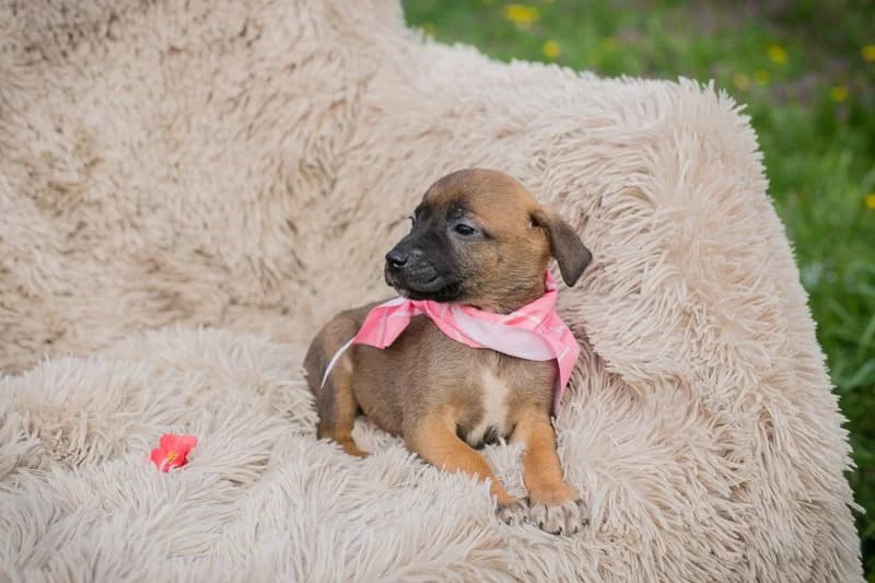 Chip 255131, female Mixed Breed for adoption at Tierheimhelden — photo 4 of 6
