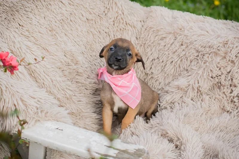 Chip 255131, female Mixed Breed for adoption at Tierheimhelden — photo 5 of 6