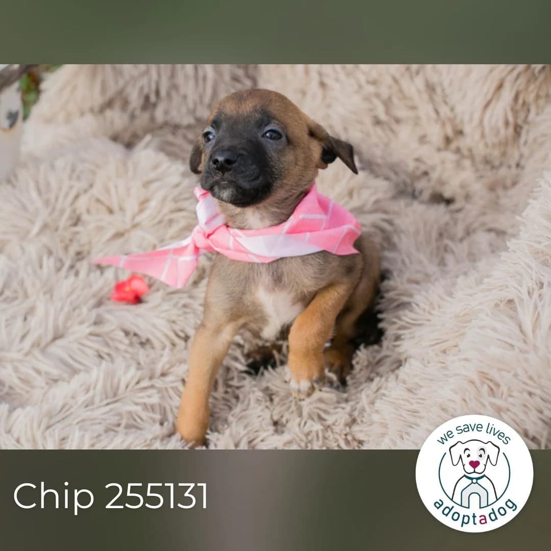 Chip 255131, female Mixed Breed for adoption at Tierheimhelden — photo 6 of 6