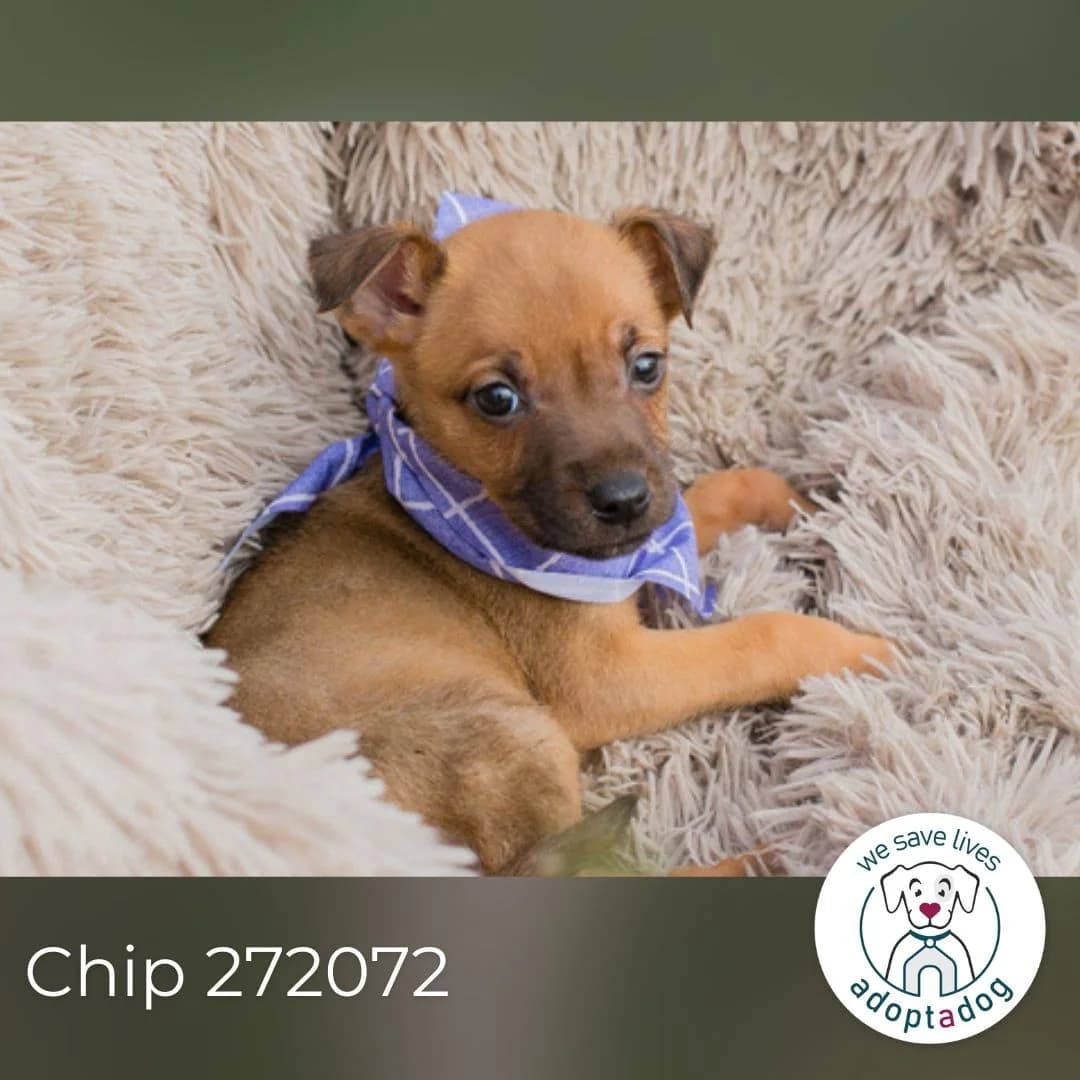 Chip 272072, male Mixed Breed for adoption at Tierheimhelden — photo 2 of 6
