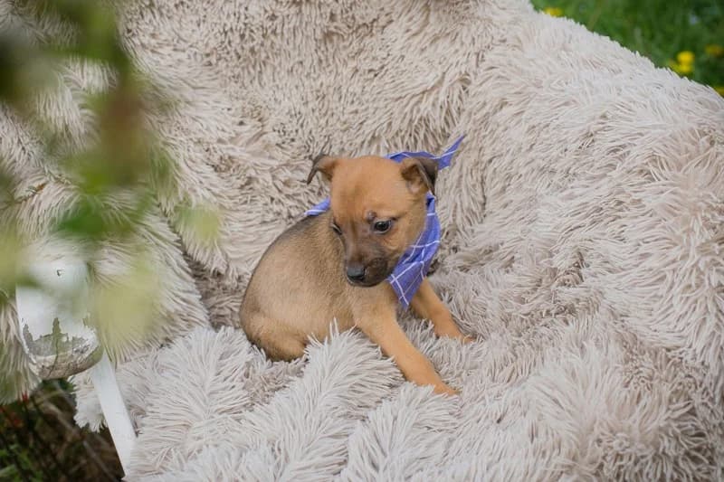 Chip 272072, male Mixed Breed for adoption at Tierheimhelden — photo 4 of 6