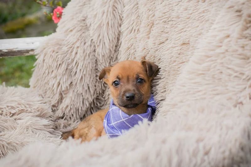 Chip 272072, male Mixed Breed for adoption at Tierheimhelden — photo 5 of 6