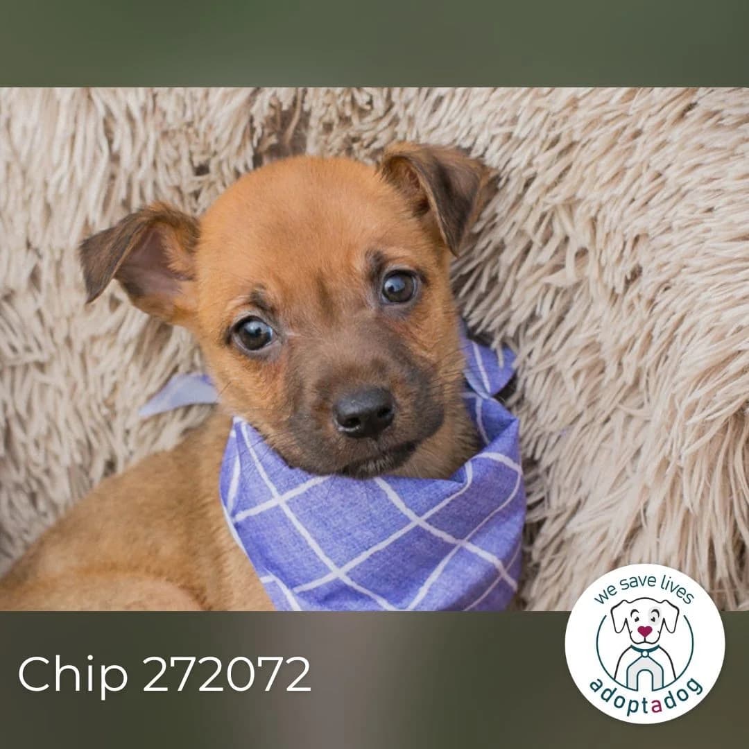 Chip 272072, male Mixed Breed for adoption at Tierheimhelden — photo 6 of 6