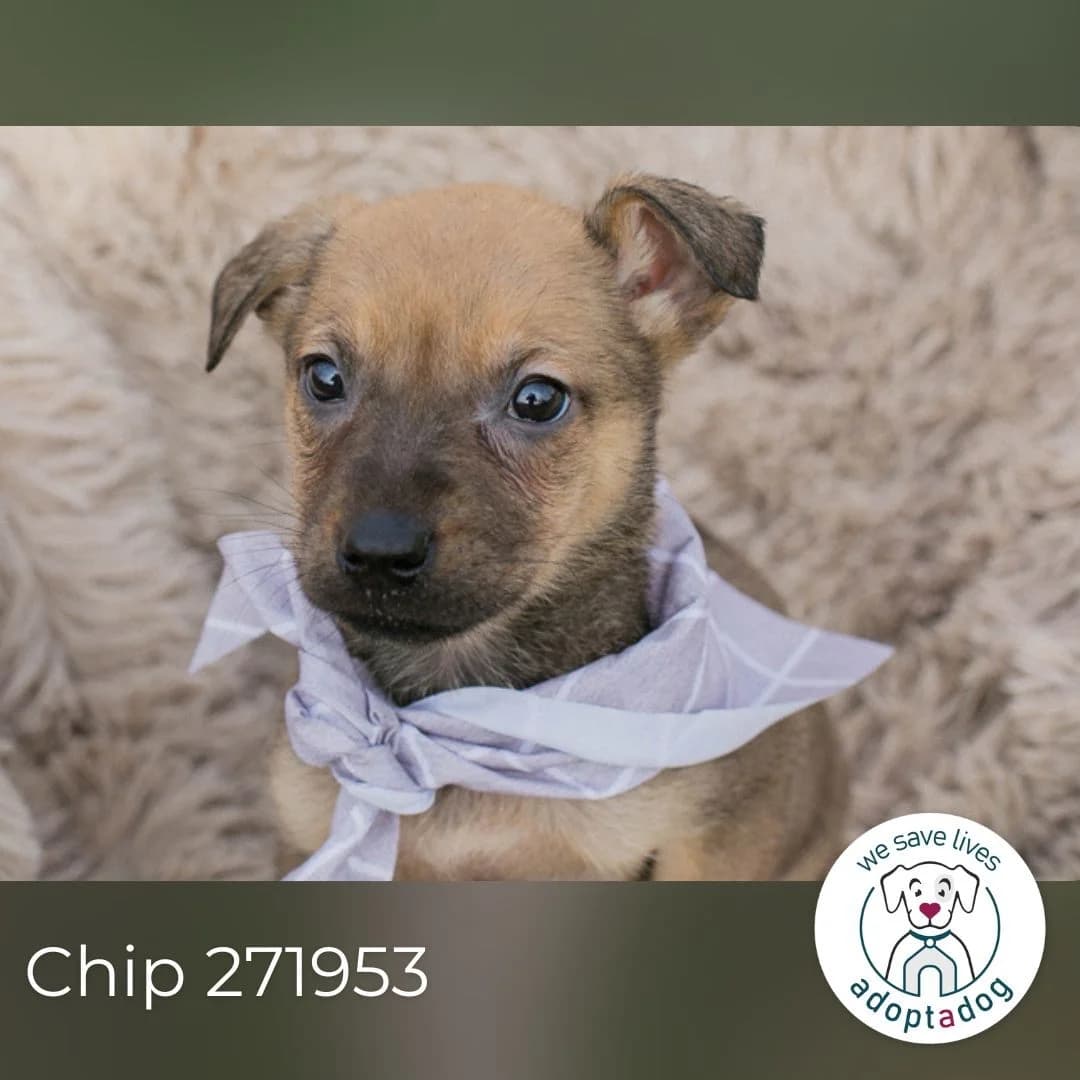 Chip 271953, male Mixed Breed for adoption at Tierheimhelden