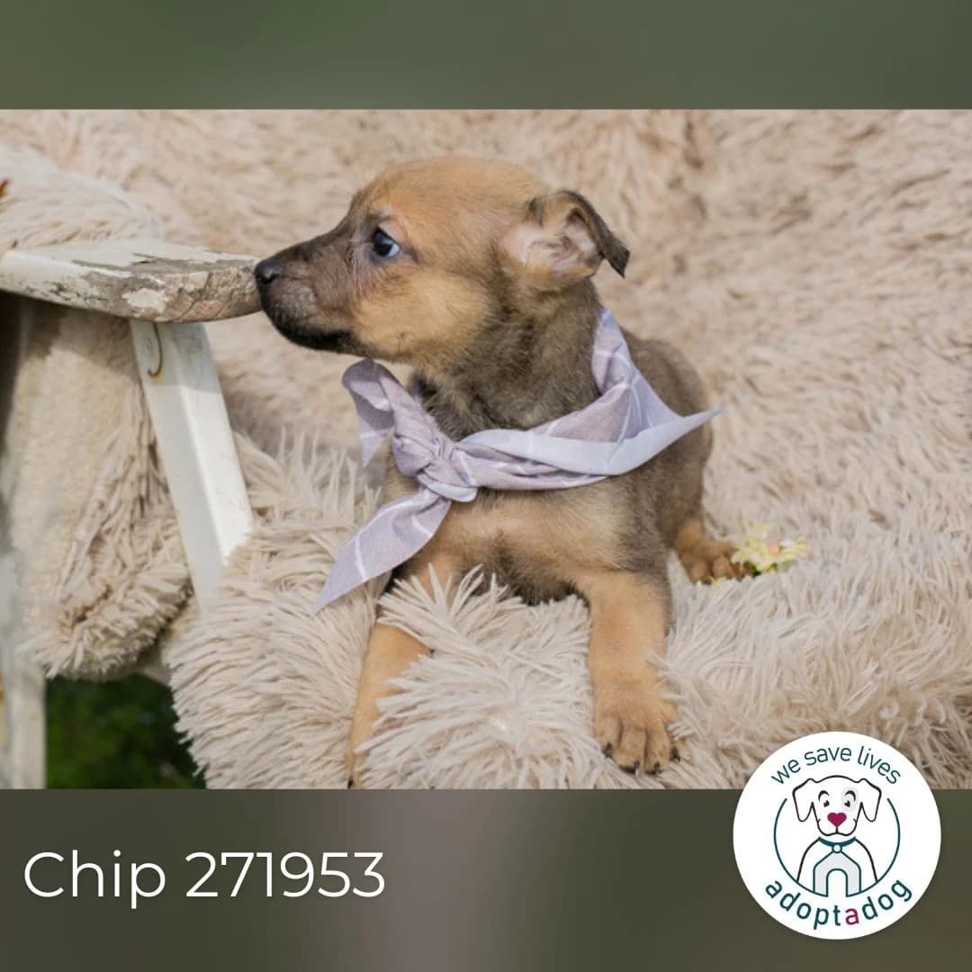 Chip 271953, male Mixed Breed for adoption at Tierheimhelden — photo 2 of 6