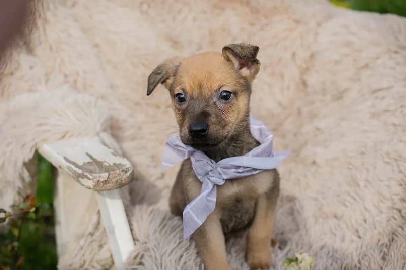 Chip 271953, male Mixed Breed for adoption at Tierheimhelden — photo 3 of 6
