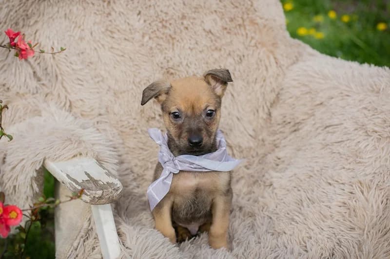 Chip 271953, male Mixed Breed for adoption at Tierheimhelden — photo 4 of 6