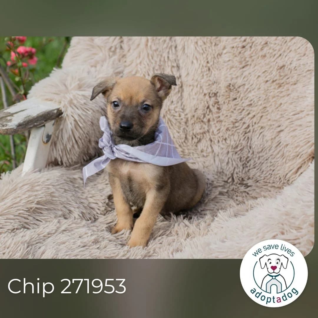 Chip 271953, male Mixed Breed for adoption at Tierheimhelden — photo 6 of 6