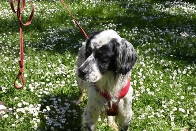 Toby, male English Setter for adoption at Tierheimhelden, Dortmund — photo 2 of 11
