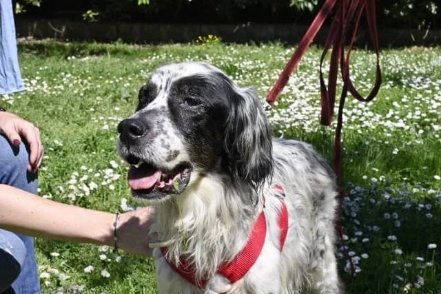 Toby, male English Setter for adoption at Tierheimhelden, Dortmund — photo 3 of 11