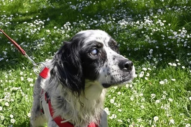 Toby, male English Setter for adoption at Tierheimhelden, Dortmund — photo 4 of 11