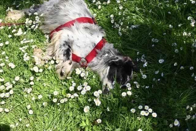 Toby, male English Setter for adoption at Tierheimhelden, Dortmund — photo 5 of 11