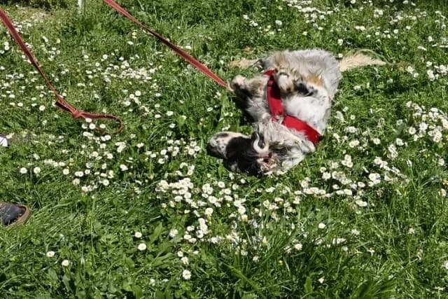 Toby, male English Setter for adoption at Tierheimhelden, Dortmund — photo 6 of 11