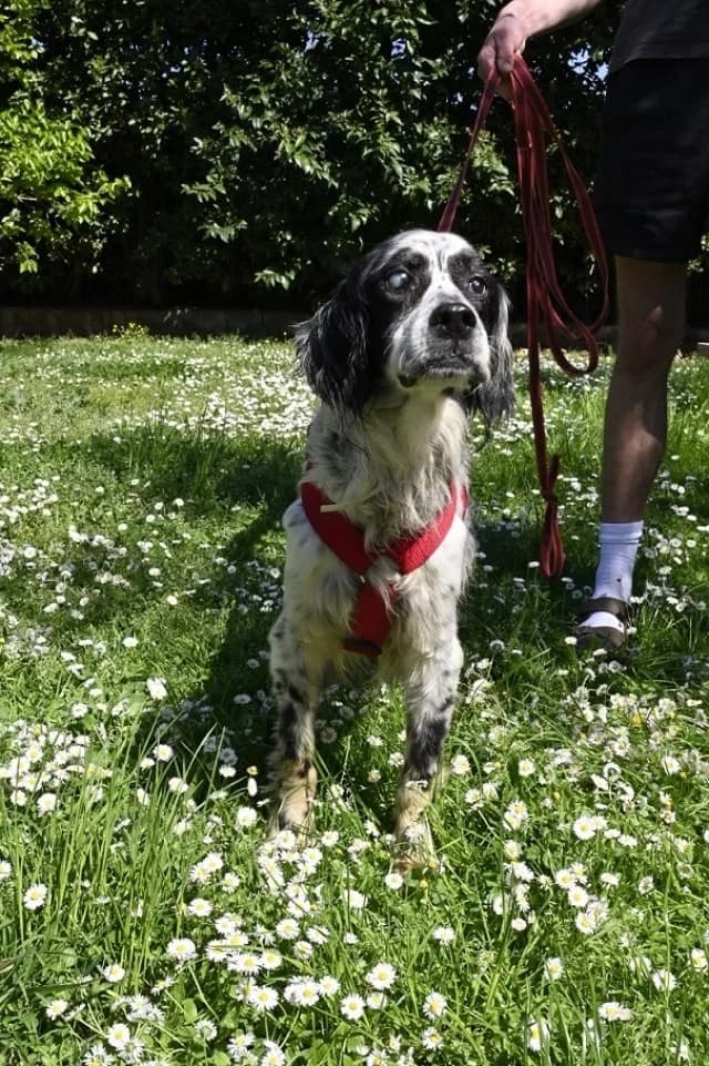 Toby, male English Setter for adoption at Tierheimhelden, Dortmund — photo 8 of 11
