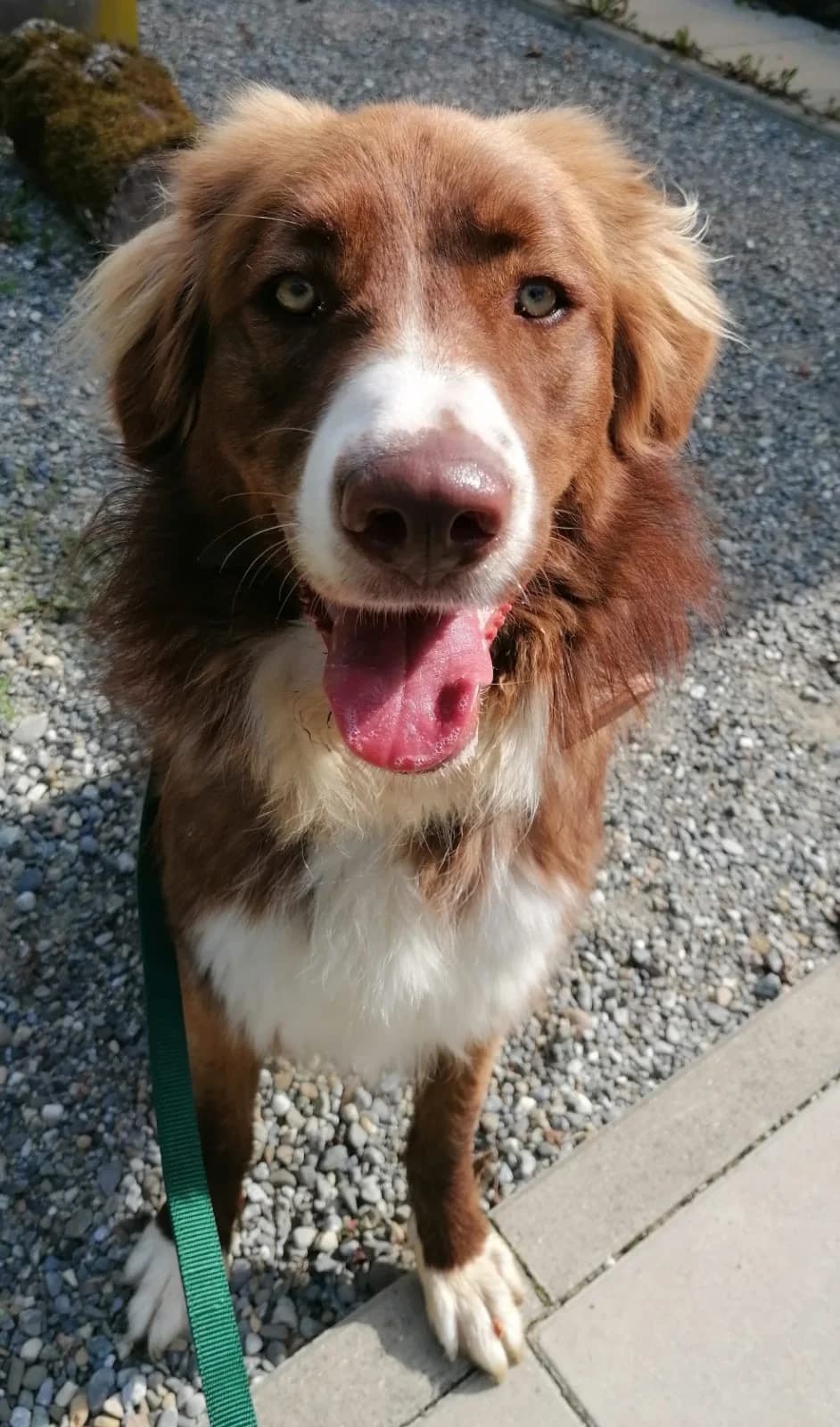 Aramis, male Australian Shepherd for adoption at Tierheimhelden