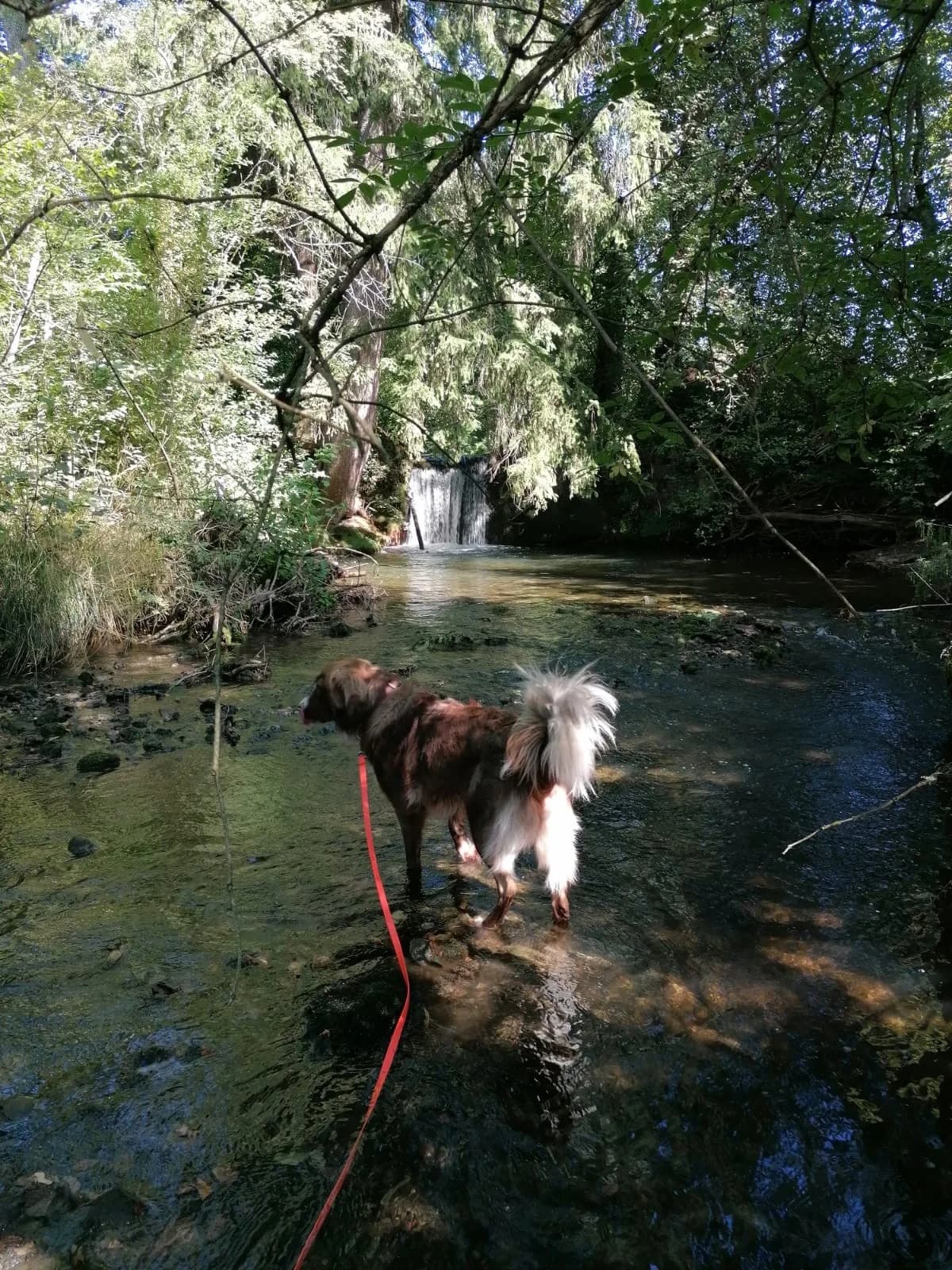 Aramis, male Australian Shepherd for adoption at Tierheimhelden — photo 2 of 8