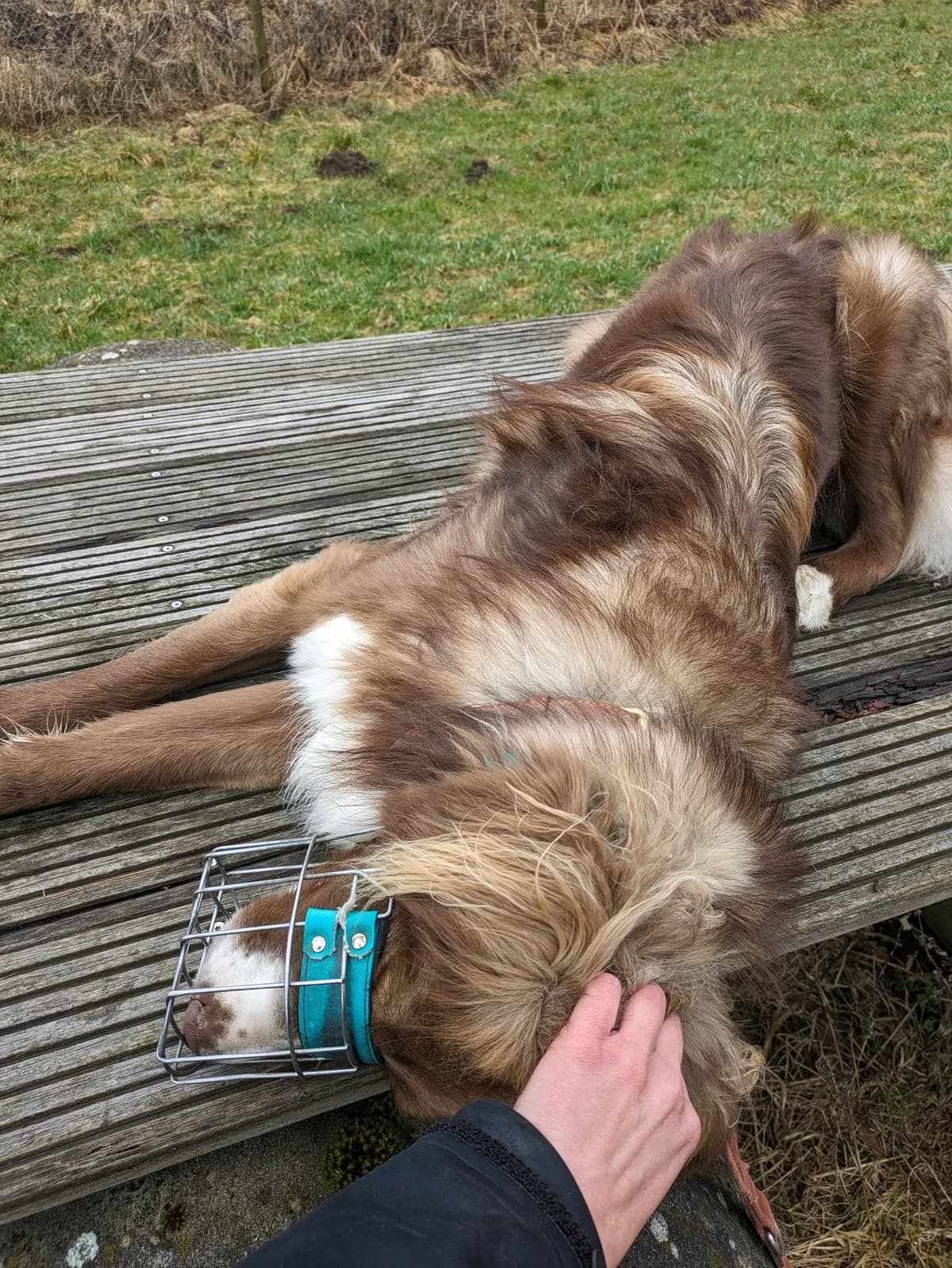 Aramis, male Australian Shepherd for adoption at Tierheimhelden — photo 3 of 8