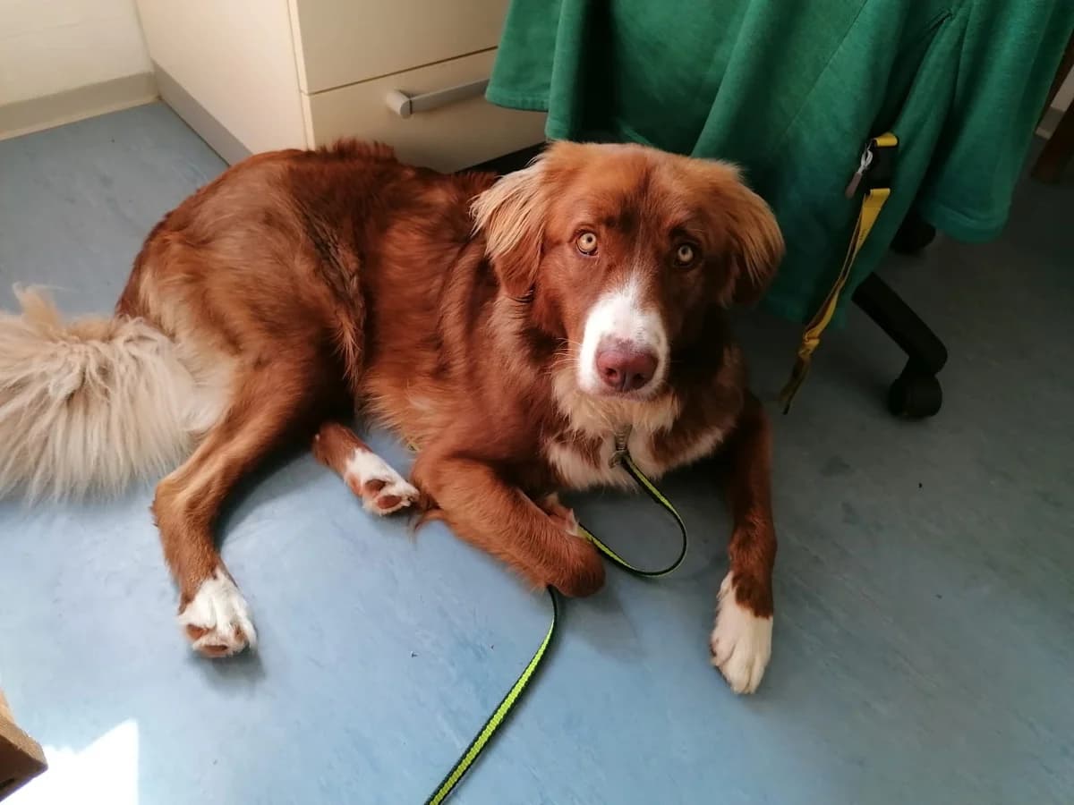 Aramis, male Australian Shepherd for adoption at Tierheimhelden — photo 4 of 8