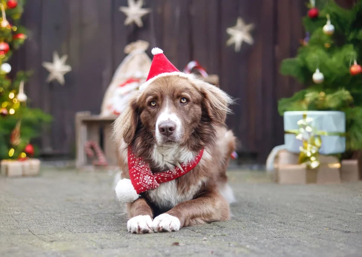 Aramis, male Australian Shepherd for adoption at Tierheimhelden — photo 5 of 8