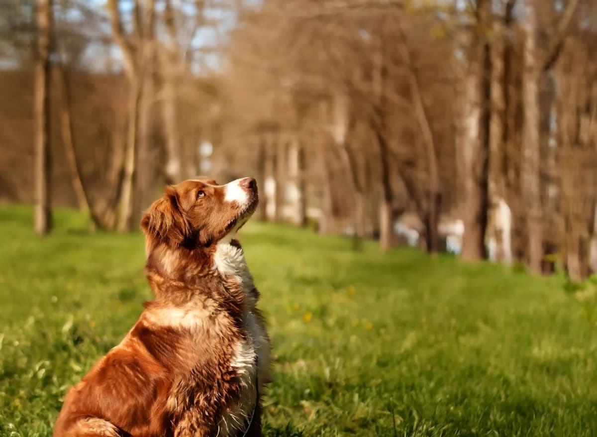 Aramis, male Australian Shepherd for adoption at Tierheimhelden — photo 6 of 8