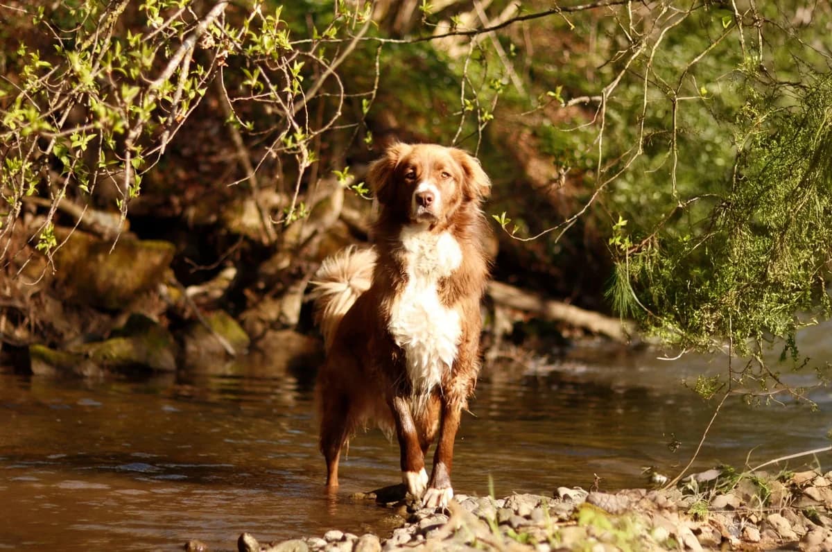 Aramis, male Australian Shepherd for adoption at Tierheimhelden — photo 8 of 8