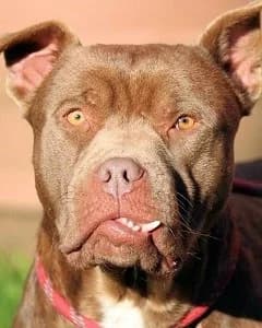 Ringo, male Pit Bull Terrier for adoption at Tierheimhelden