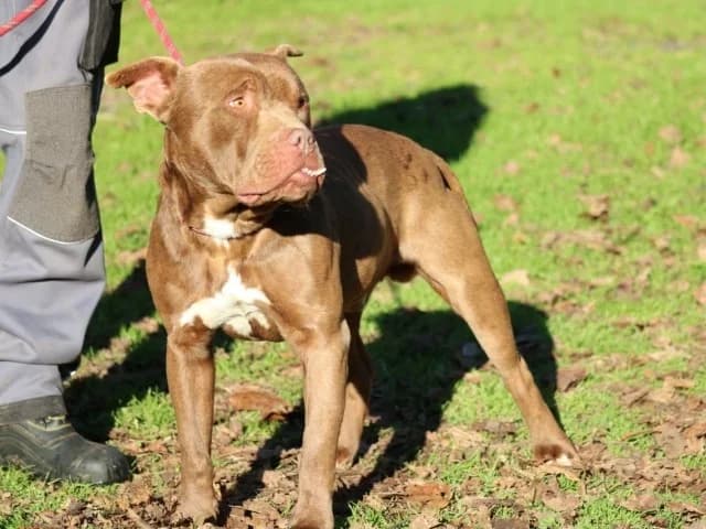 Ringo, male Pit Bull Terrier for adoption at Tierheimhelden — photo 4 of 7