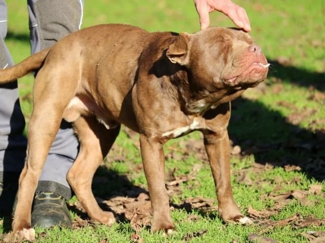 Ringo, male Pit Bull Terrier for adoption at Tierheimhelden — photo 5 of 7