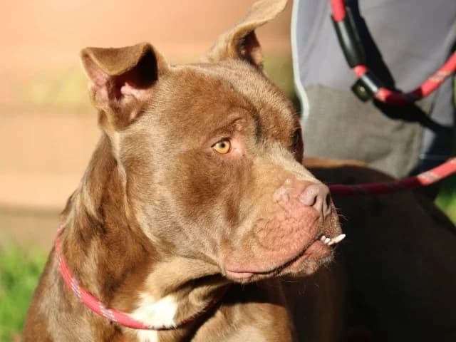 Ringo, male Pit Bull Terrier for adoption at Tierheimhelden — photo 7 of 7