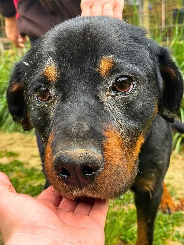 Togo, male Rottweiler for adoption at Tierheimhelden