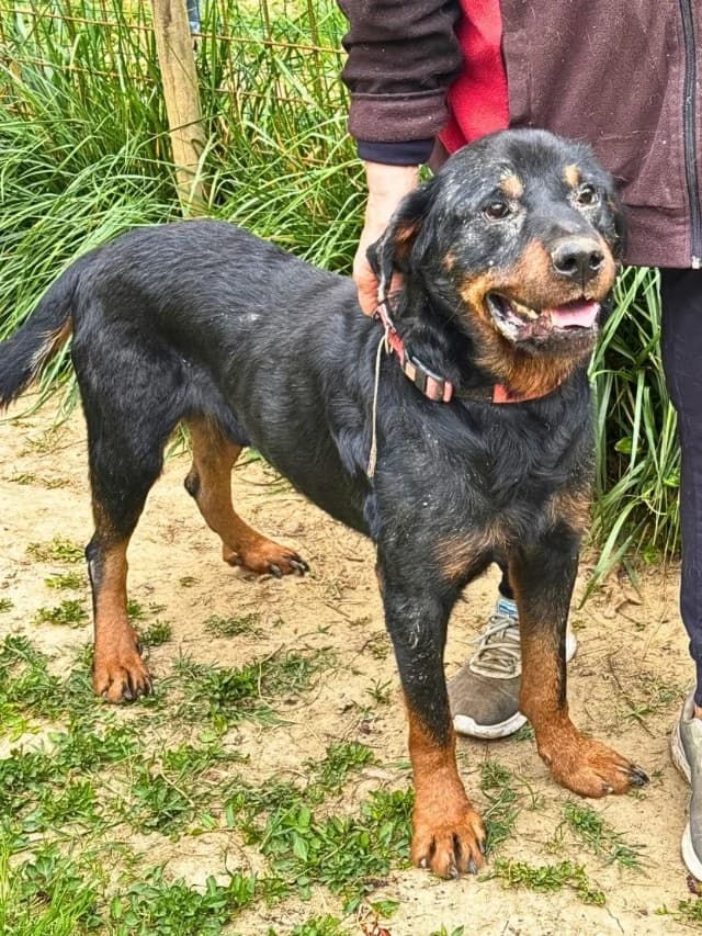 Togo, male Rottweiler for adoption at Tierheimhelden — photo 2 of 6
