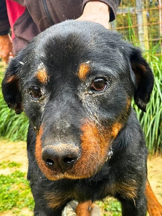 Togo, male Rottweiler for adoption at Tierheimhelden — photo 3 of 6