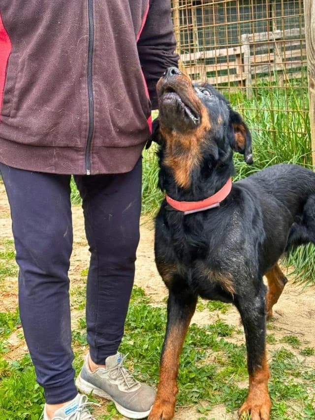 Togo, male Rottweiler for adoption at Tierheimhelden — photo 4 of 6