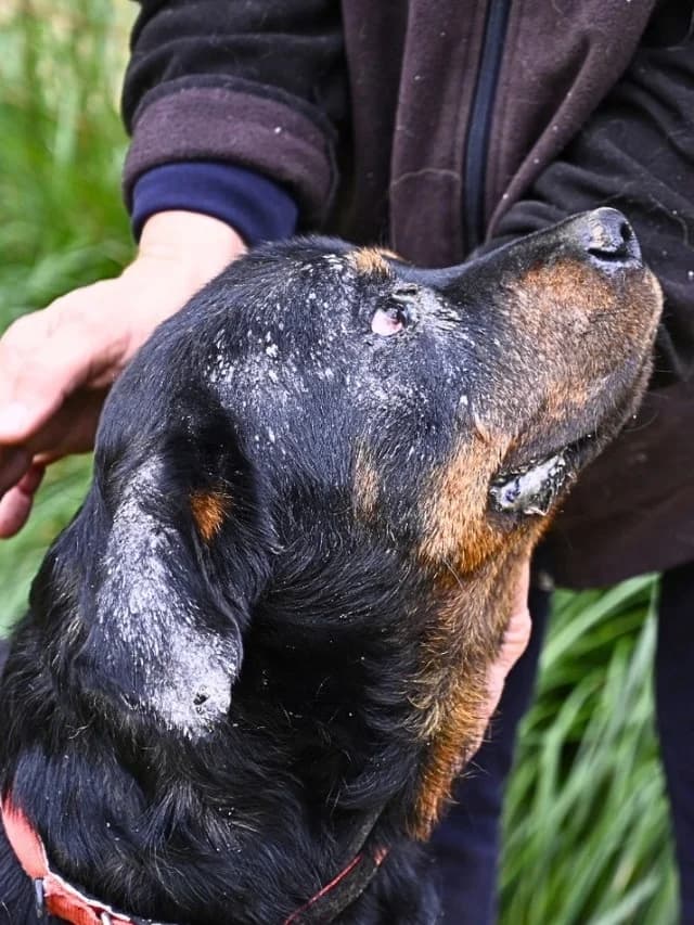 Togo, male Rottweiler for adoption at Tierheimhelden — photo 5 of 6