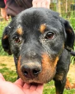 Togo, male Rottweiler for adoption at Tierheimhelden — photo 6 of 6