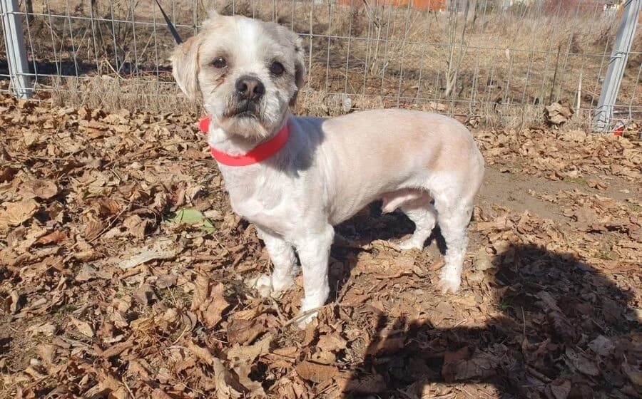 Skippy, male Shih Tzu for adoption at Tierheimhelden