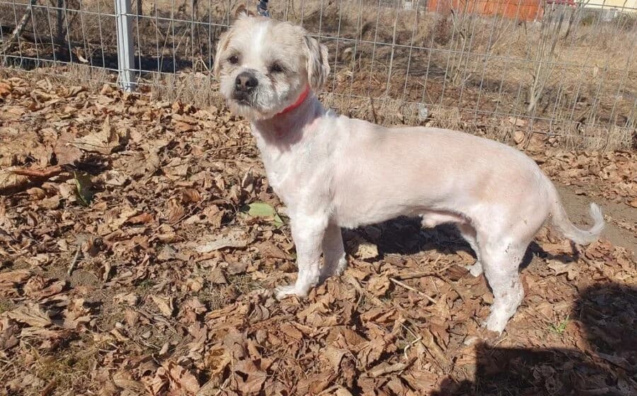 Skippy, male Shih Tzu for adoption at Tierheimhelden — photo 2 of 4