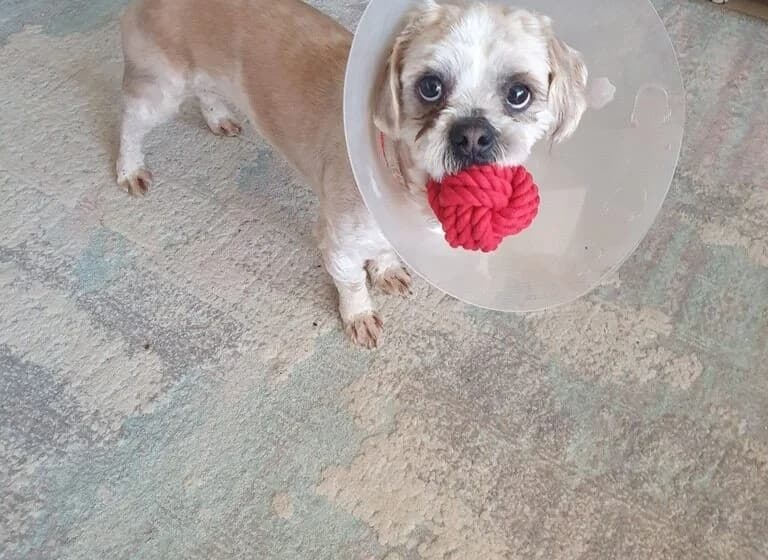 Skippy, male Shih Tzu for adoption at Tierheimhelden — photo 3 of 4