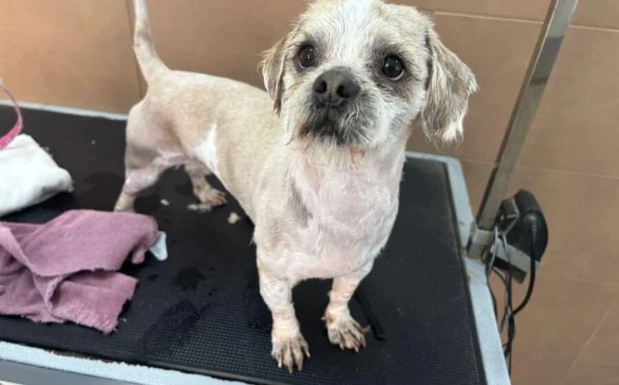 Skippy, male Shih Tzu for adoption at Tierheimhelden — photo 4 of 4