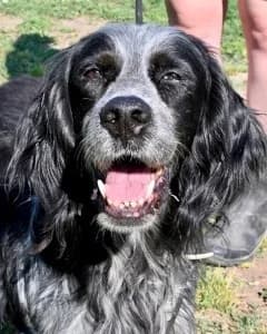 Curgan, male English Setter for adoption at Tierheimhelden