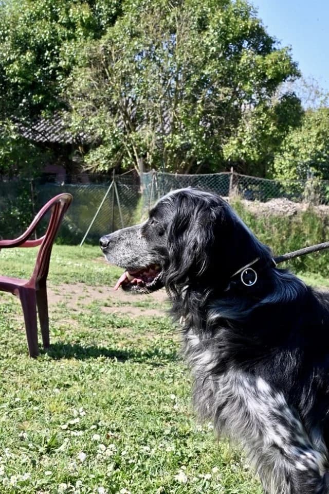 Curgan, male English Setter for adoption at Tierheimhelden, Dortmund — photo 4 of 8