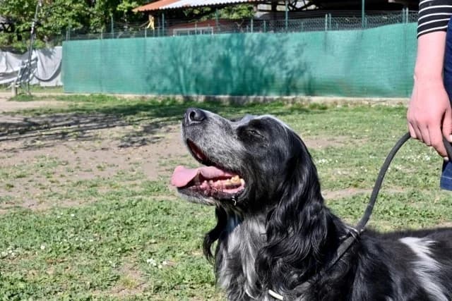Curgan, male English Setter for adoption at Tierheimhelden, Dortmund — photo 5 of 8