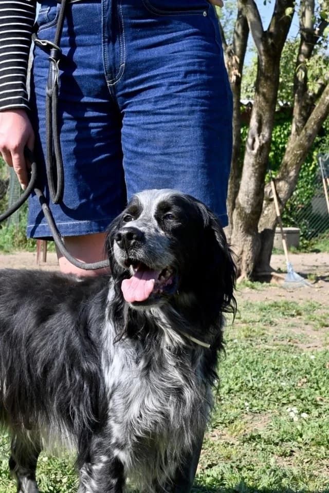 Curgan, male English Setter for adoption at Tierheimhelden, Dortmund — photo 6 of 8